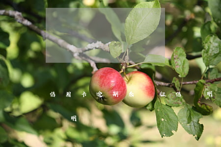 信用卡逾期未還征信證明(信用卡逾期已還清證明)