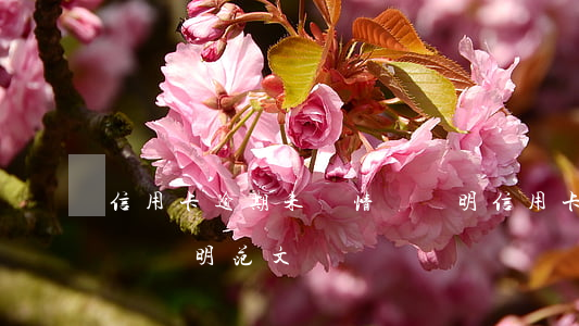 信用卡逾期未還情況說明(信用卡逾期未還情況說明范文)
