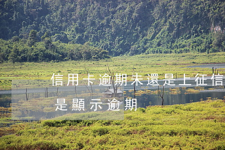 信用卡逾期未還是上征信嗎(逾期還上征信還是顯示逾期)
