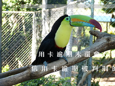 信用卡逾期未還會(huì)批捕嗎(有沒有信用卡逾期被判刑的)