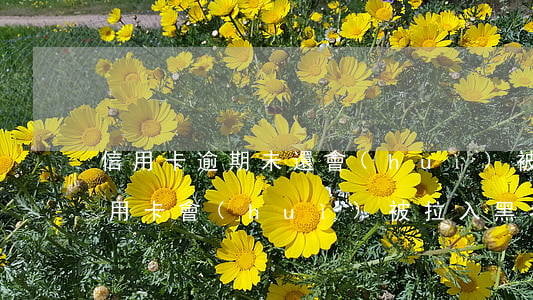 信用卡逾期未還會(huì)被拉黑嗎(欠信用卡會(huì)被拉入黑名單)