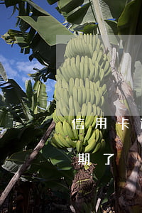 信用卡逾期未還有什么辦法(沒注意信用卡逾期了)