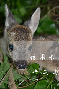 信用卡逾期未還款催款的是誰呀(什么叫信用卡逾期還款)