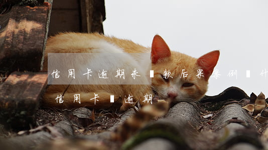信用卡逾期未還款后果案例(為什么明明還了信用卡還逾期)