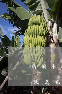 信用卡逾期未還款怎么處理(信用卡逾期未還款怎么處理)
