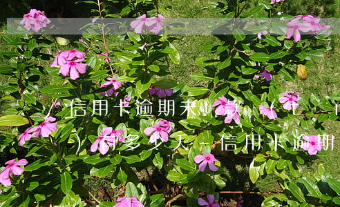 信用卡逾期未還款統(tǒng)計(jì)有多少天-信用卡逾期未還款統(tǒng)計(jì)有多少天了