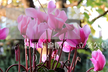信用卡逾期未還 立案 欠信用卡立案會(huì)坐牢嗎
