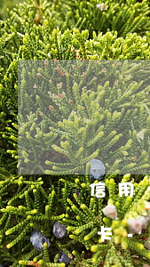 信用卡逾期未還能不能辦理儲(chǔ)蓄卡-信用卡逾期未還能不能辦理儲(chǔ)蓄卡業(yè)務(wù)