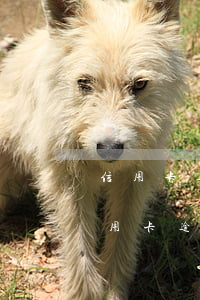 信用卡逾期未還還能抵押貸款嗎(我以前有信用卡,逾期過還能不能辦理按揭)