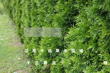 信用卡逾期未還錢(qián)的后果(信用卡逾期沒(méi)錢(qián)還最好的處理方法)
