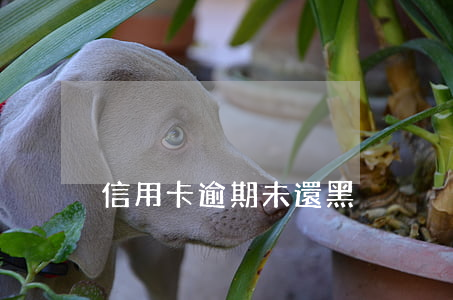 信用卡逾期未還黑戶