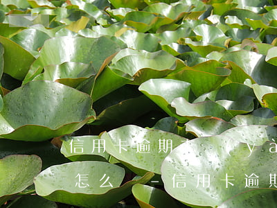 信用卡逾期未驗(yàn)證會(huì)怎么樣-信用卡逾期未驗(yàn)證會(huì)怎么樣嗎
