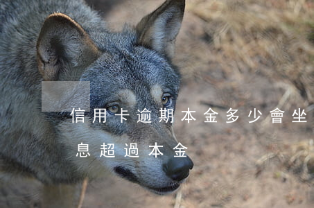 信用卡逾期本金多少會坐牢(欠信用卡逾期利息超過本金)