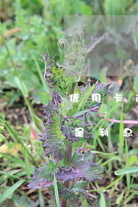信用卡逾期本金指的是(信用卡逾期本金指的是利息嗎)