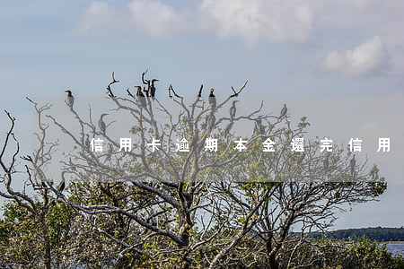 信用卡逾期本金還完(信用卡逾期本金還完后)