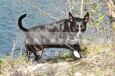 信用卡逾期查到搬遷地址(信用卡逾期被起訴在哪里查詢)