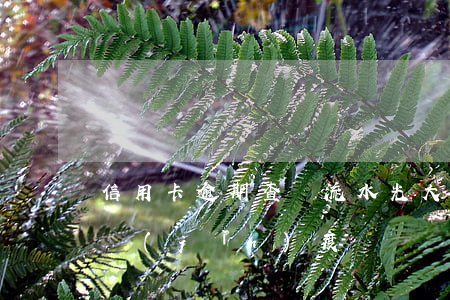 信用卡逾期查詢流水光大 如何查光大信用卡進(jìn)度