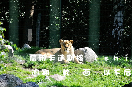 信用卡逾期核實(shí)還款能力(信用卡逾期還款將面臨以下后果)
