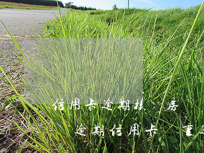信用卡逾期核實房貸貸款預(yù)警(房貸沒逾期信用卡嚴重逾期)