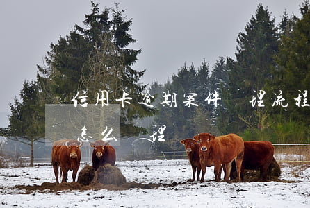 信用卡逾期案件辦理流程(信用卡逾期立案了怎么處理)