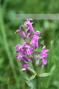 信用卡逾期案例啟示(有逾期記錄申請信用卡)