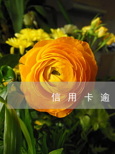 信用卡逾期條件特殊-“信用卡逾期”