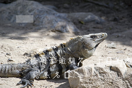 信用卡逾期欠一千會黑名單嗎(逾期多久上失信黑名單)