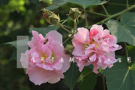 信用卡逾期欠六千(欠信用卡6千逾期三個月)