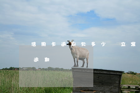 信用卡逾期欠多少會立案(信用卡欠款多久算逾期)
