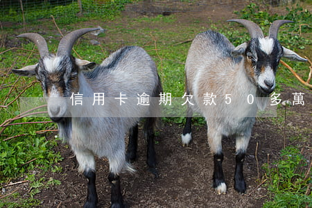 信用卡逾期欠款50多萬