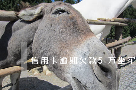 信用卡逾期欠款5万坐牢多久