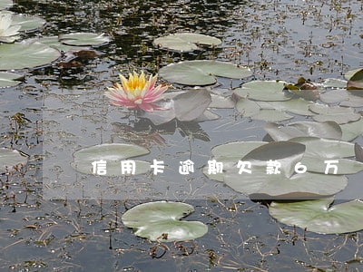 信用卡逾期欠款6万