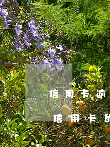信用卡逾期欠款人死亡，只有母親和哥哥-欠信用卡的人死亡了,他的父母需要幫他還款了