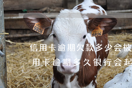 信用卡逾期欠款多少会被银行起诉(贷款跟信用卡逾期多久,银行会起诉)