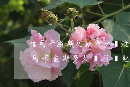 信用卡逾期欠款多少會被銀行起訴(貸款跟信用卡逾期多久,銀行會起訴)