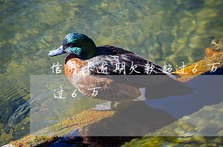 信用卡逾期欠款超过6万(信用卡逾期欠款超过6万)