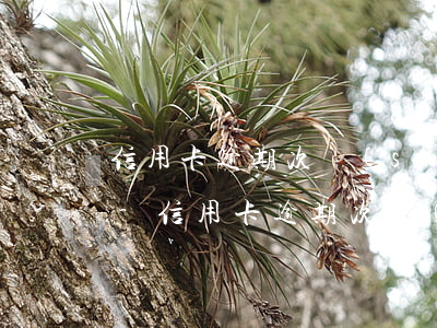 信用卡逾期次數(shù)不能公積金貸款-信用卡逾期次數(shù)不能公積金貸款嗎