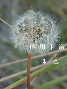 信用卡逾期次數(shù)嚴(yán)重嗎怎么辦(2021年信用卡逾期一次)