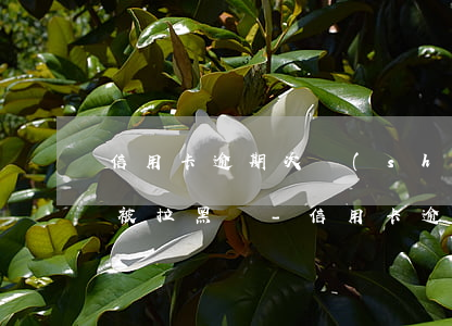 信用卡逾期次數(shù)多會(huì)被拉黑嗎-信用卡逾期次數(shù)多會(huì)被拉黑嗎