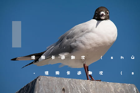 信用卡逾期次數(shù)多有什么影響嗎-信用卡逾期次數(shù)多有什么影響嗎怎么辦