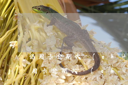 信用卡逾期次數(shù)怎么計算公式(信用卡逾期次數(shù)怎么計算公式)