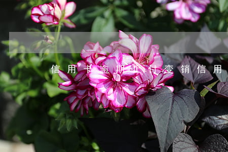 信用卡逾期止付变销(信用卡 撤销)
