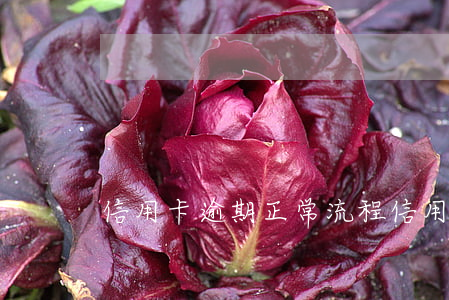 信用卡逾期正常流程(信用卡逾期正常流程圖)