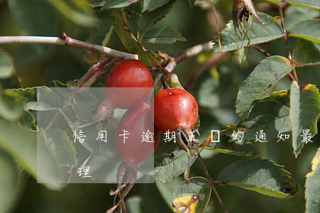 信用卡逾期正確的通知(最新的信用卡逾期處理)