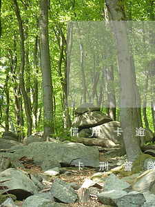 信用卡逾期歸刑警隊(duì)管嗎(欠信用卡刑警隊(duì)可以直接抓人么)
