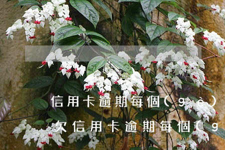 信用卡逾期每個(gè)月還1塊坐牢嗎-欠信用卡逾期每個(gè)月還一點(diǎn)會立案嗎