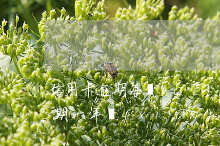 信用卡逾期每個(gè)月還兩百(信用卡逾期一年現(xiàn)在每月還幾百可以嗎)