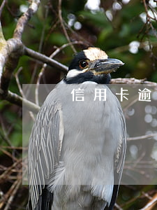 信用卡逾期每個(gè)月還利息