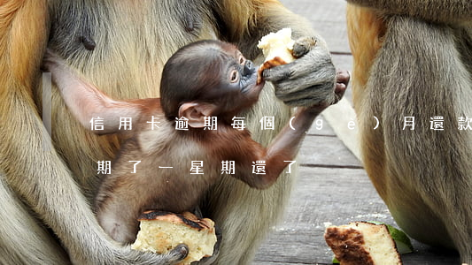 信用卡逾期每個(gè)月還款嗎(信用卡逾期了一星期還了)
