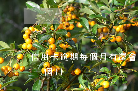 信用卡逾期每個月有還會起訴嗎(信用卡 逾期 一個月)